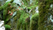 PICTURES/Cedar Sink Trail - Mammoth Cave NP/t_Moss & Red Flowers2.JPG